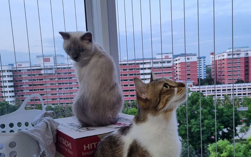 Invisible Grills for Pet Safety